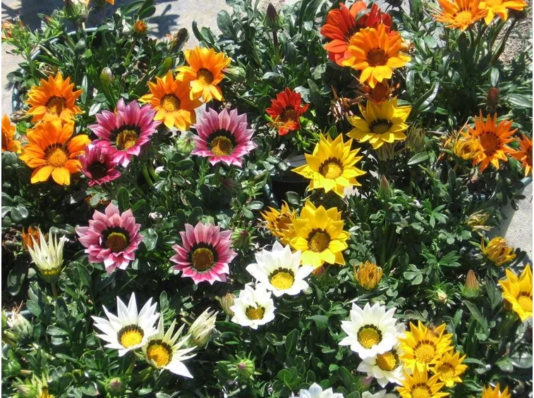 fiori gazania