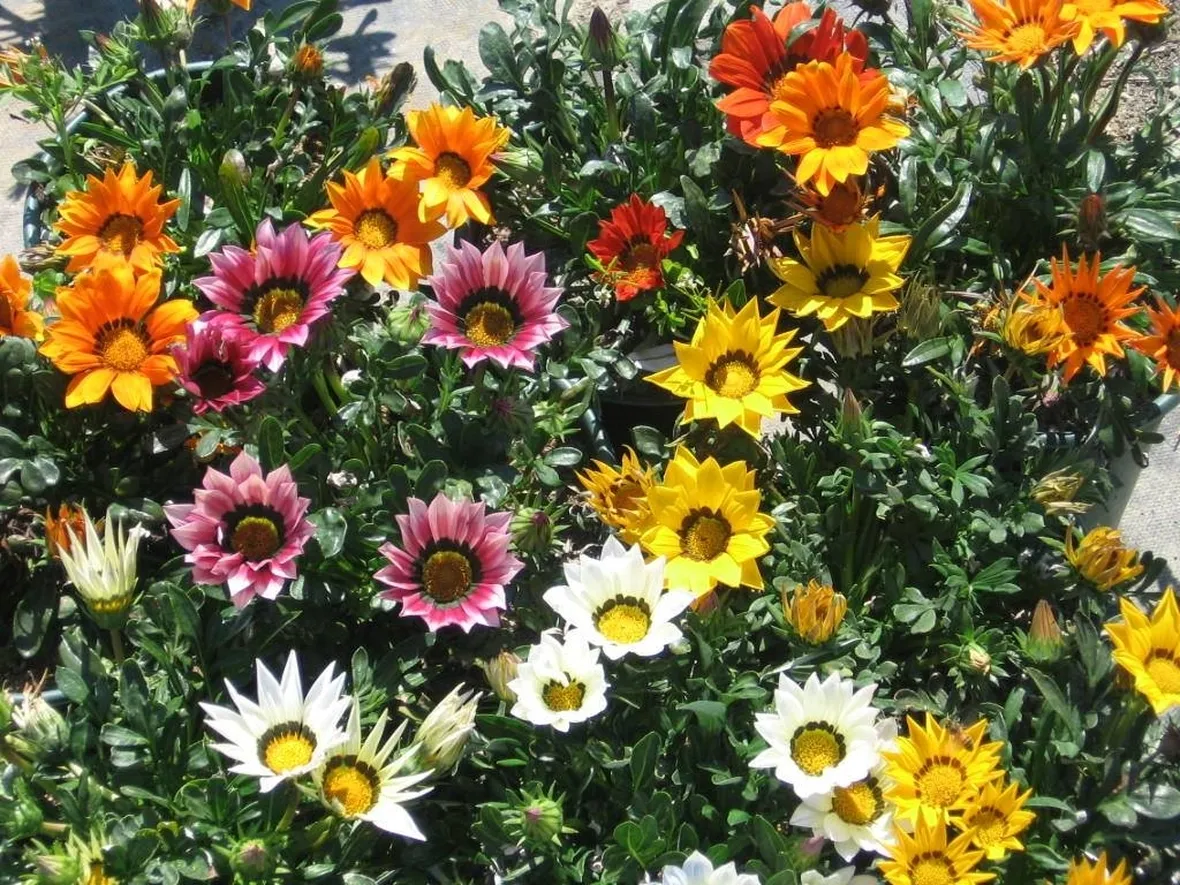 fiori gazania