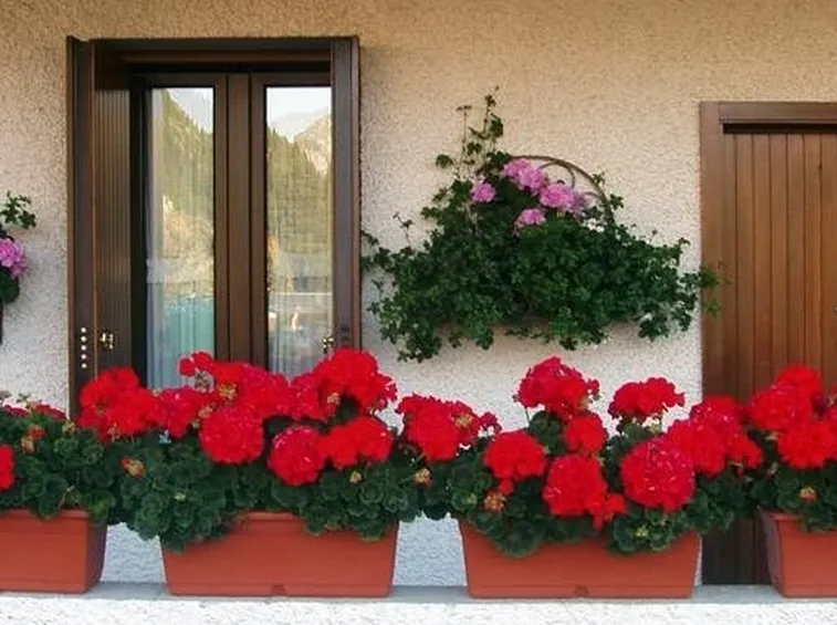 Gerani imperiali coltivati in vasche su un balcone