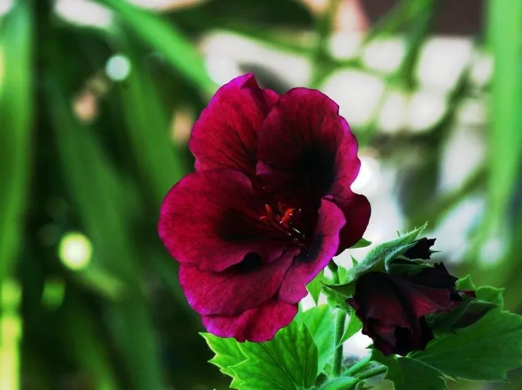 Un fiore di geranio imperiale