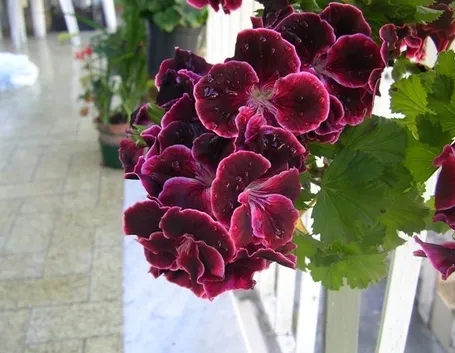 Geranio Imperiale fiori
