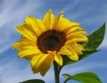 girasole1-1