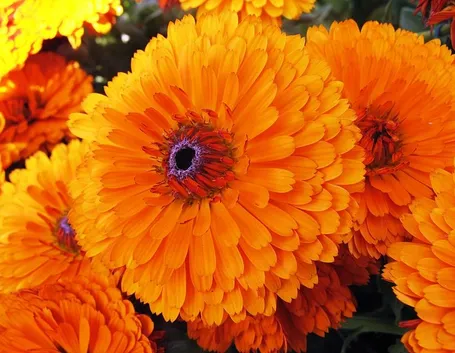 Fiori di tagete