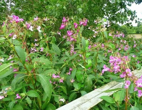 un esempio di impatiens