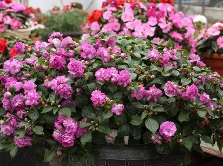 giardino di impatiens