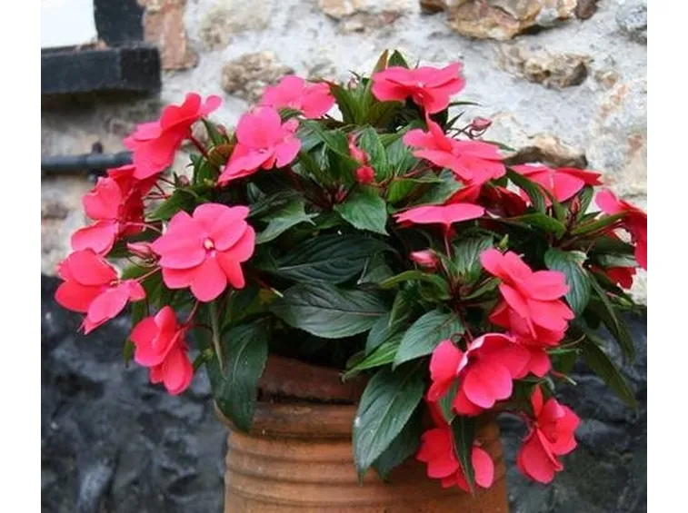 impatiens fiore bicolore