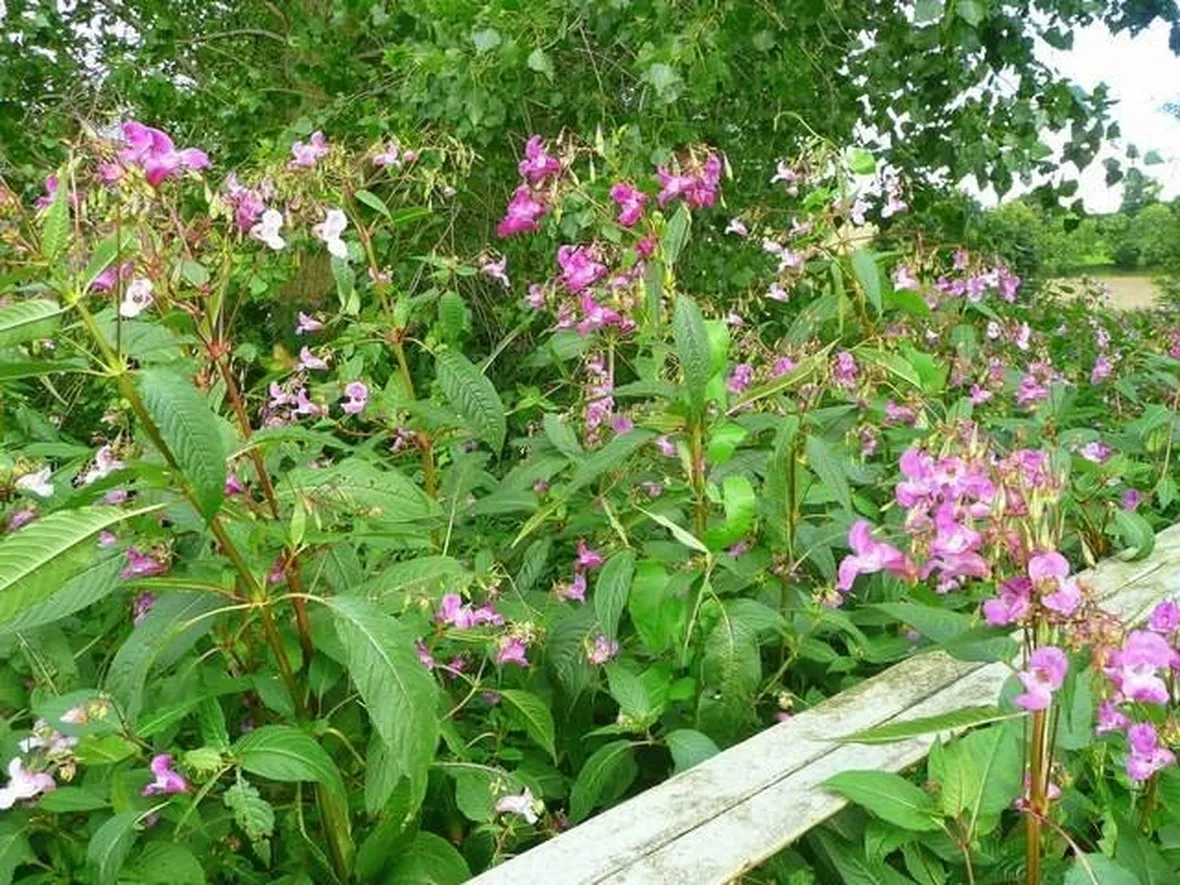 un esempio di impatiens