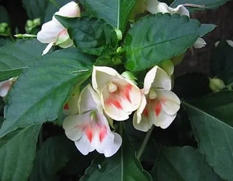 Impatiens