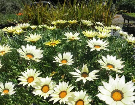 gazania pianta