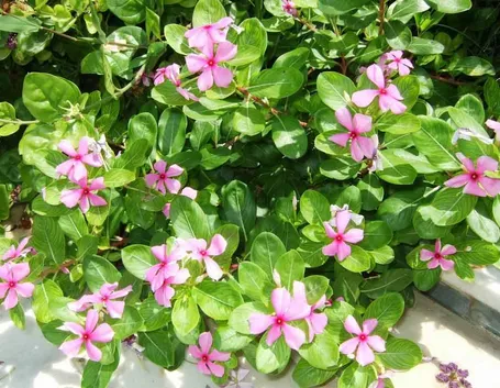 La pervinca in esterno