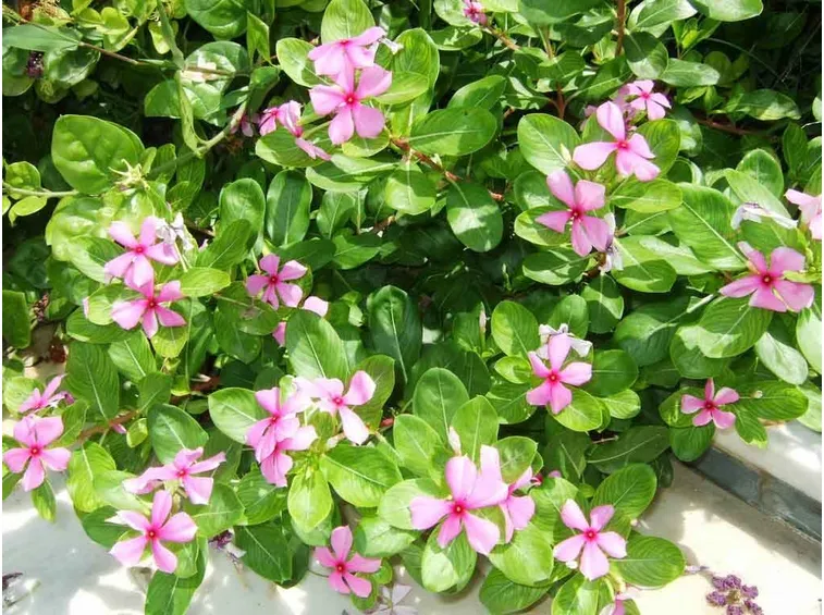 La pervinca in esterno