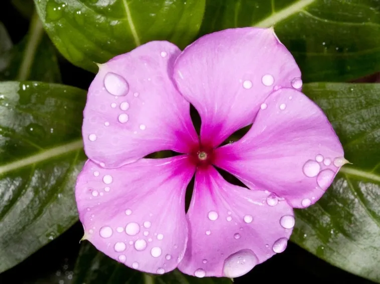 fertilizzazione pervinca