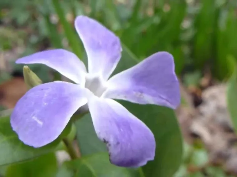pervinca malattie