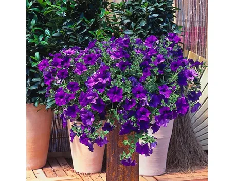 Petunia Surfinia in piena fioritura
