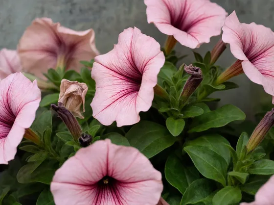 Fiore petunia