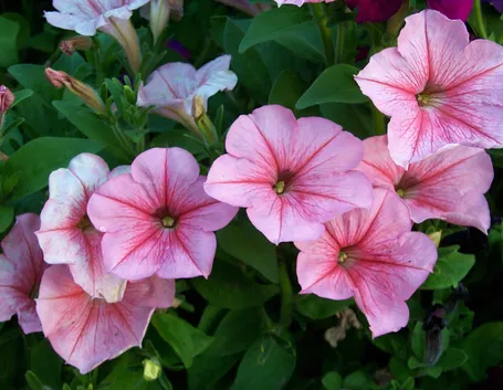 Fiore petunia
