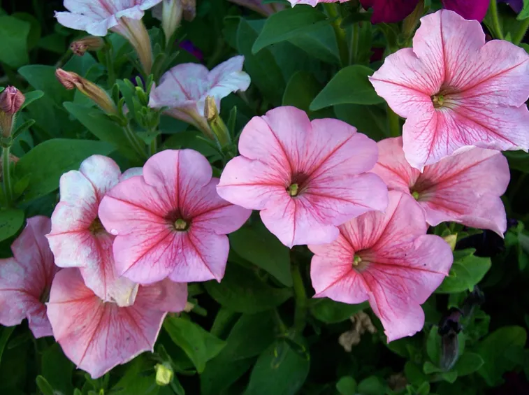 Fiore petunia