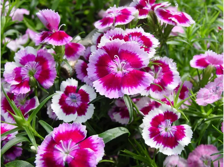 Fiori petunie