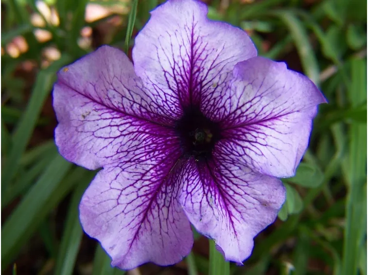Petunia fiore