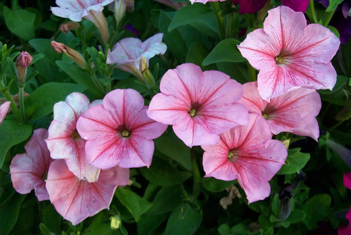 Fiore petunia
