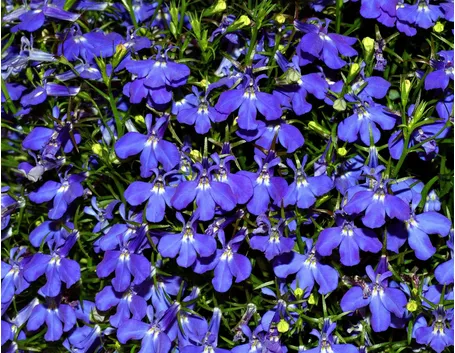 Meravigliosa lobelia erinus