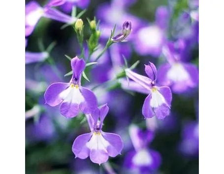 Lobelia