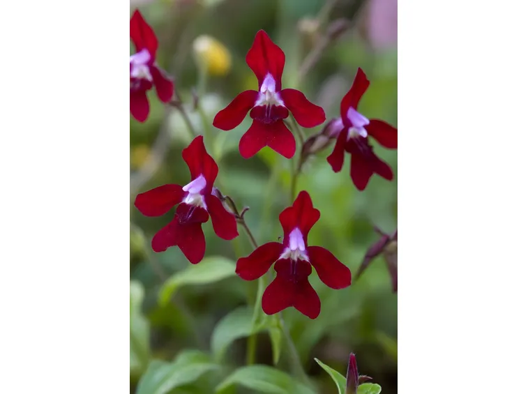 Lobelia