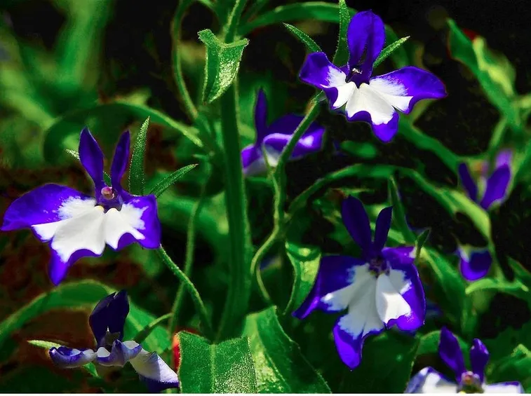 Lobelia