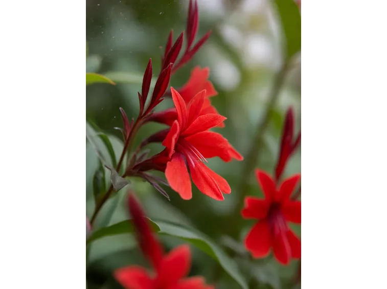 Lobelia