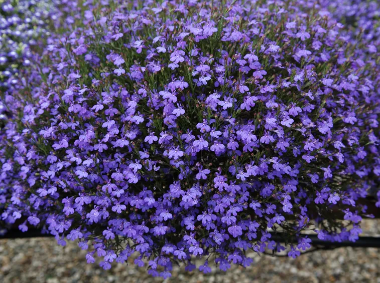 lobelia