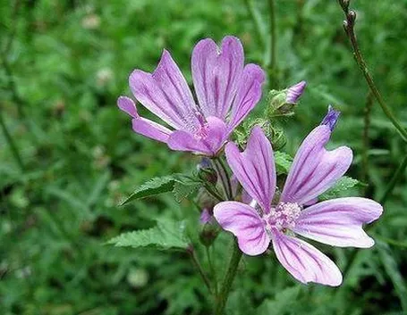 fiori di malva