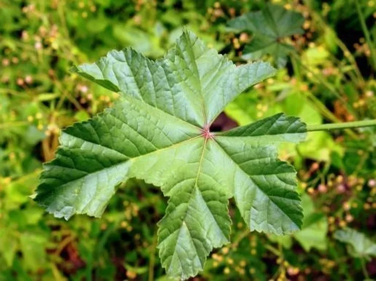 foglia di malva