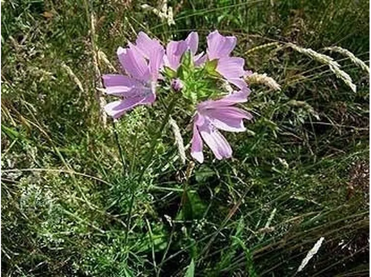 malva spontanea