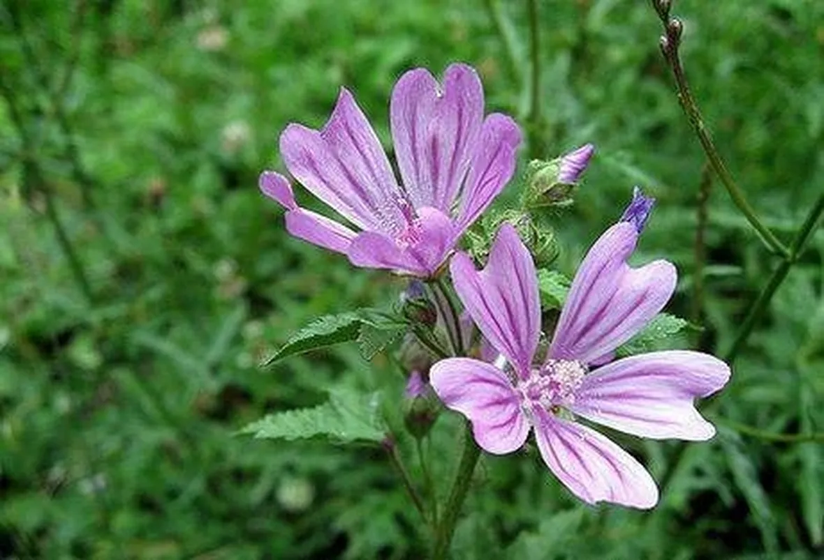 fiori di malva