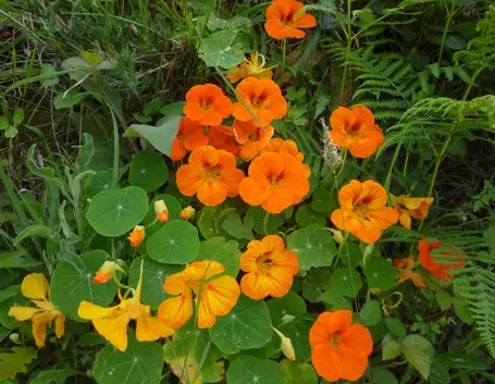 Fiori nasturzio