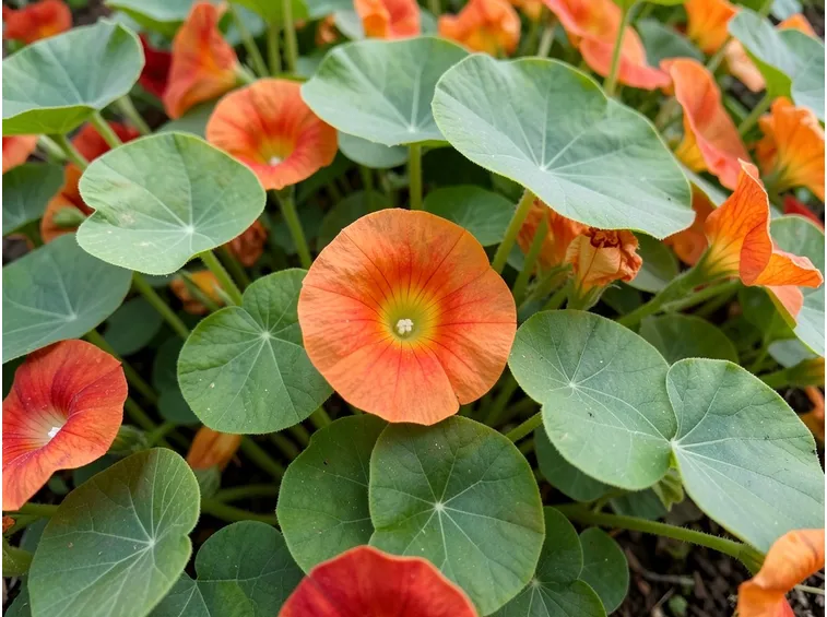 Fiori foglie