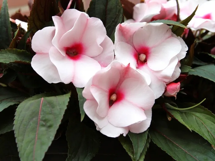 Dei bellissimi fiori di nuova guinea dai colori sfumati