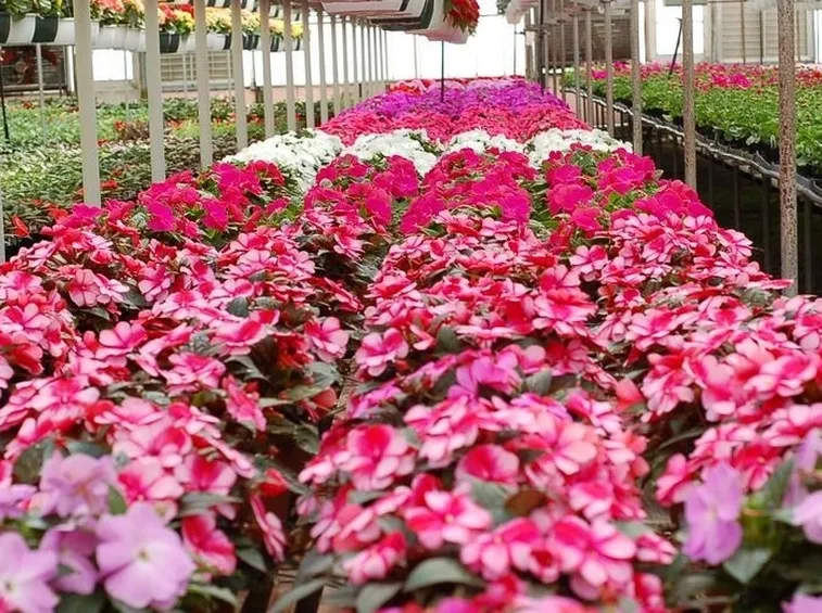Piantine di nuova guinea di vari colori tenute in serra