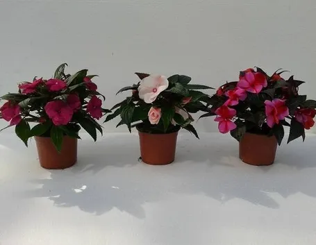Fiori di Nuova guinea