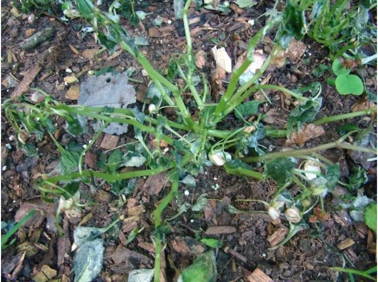 Pianta attaccata da parassiti