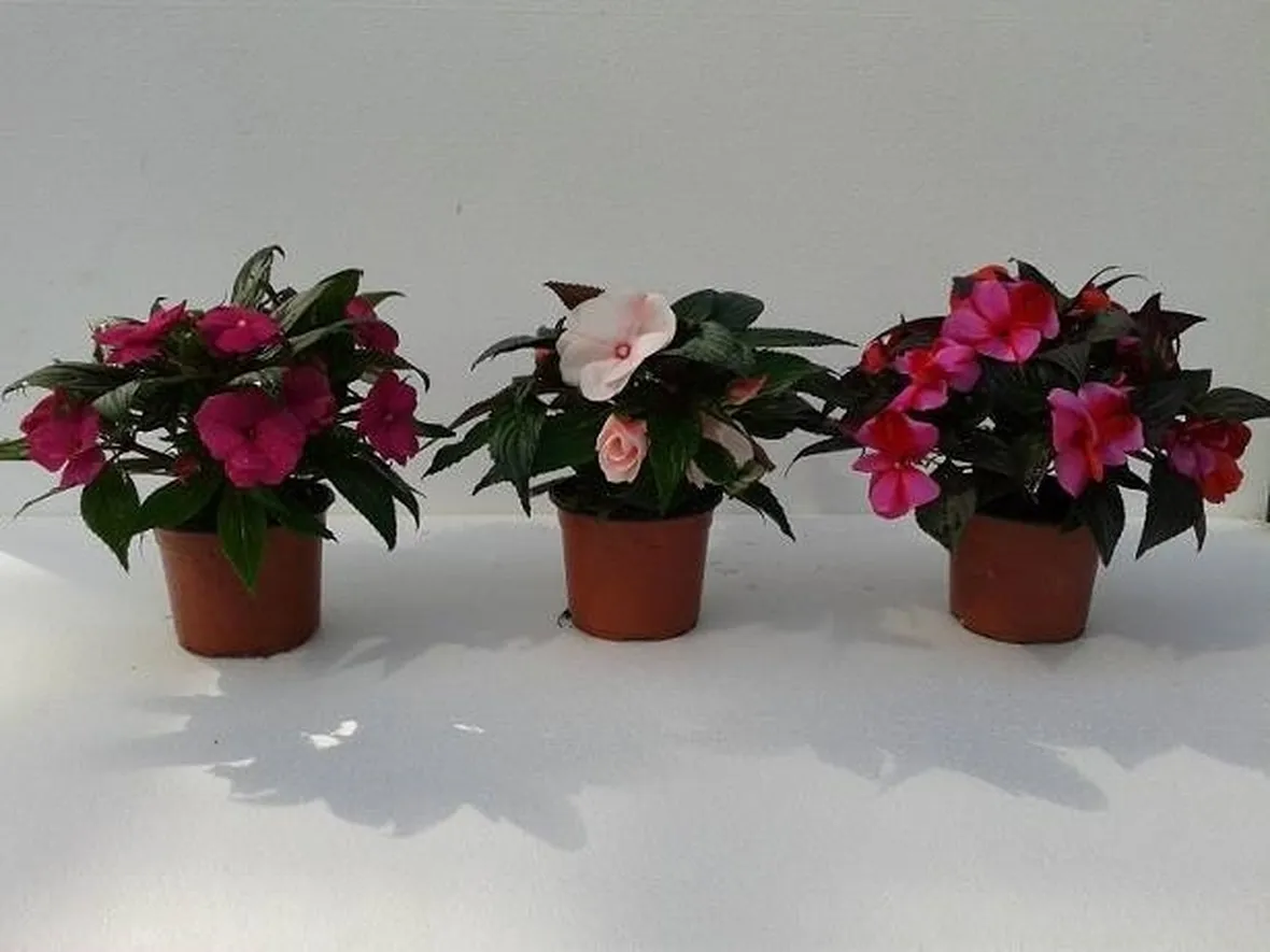 Fiori di Nuova guinea