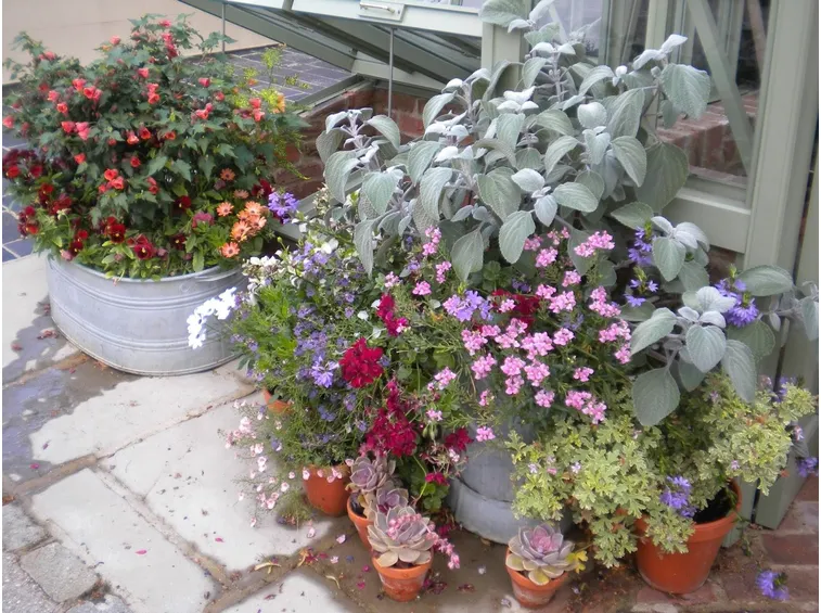 Vasi di gerani su terrazza