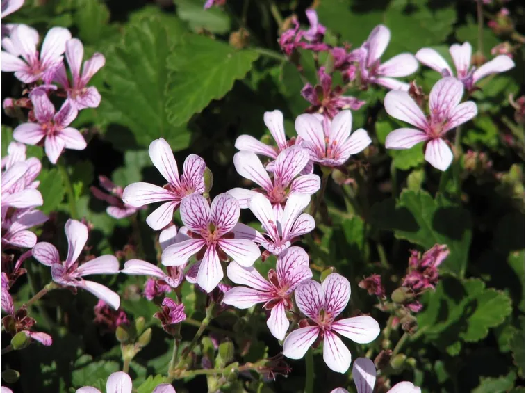 Varietà di pelargonium odoratissimum
