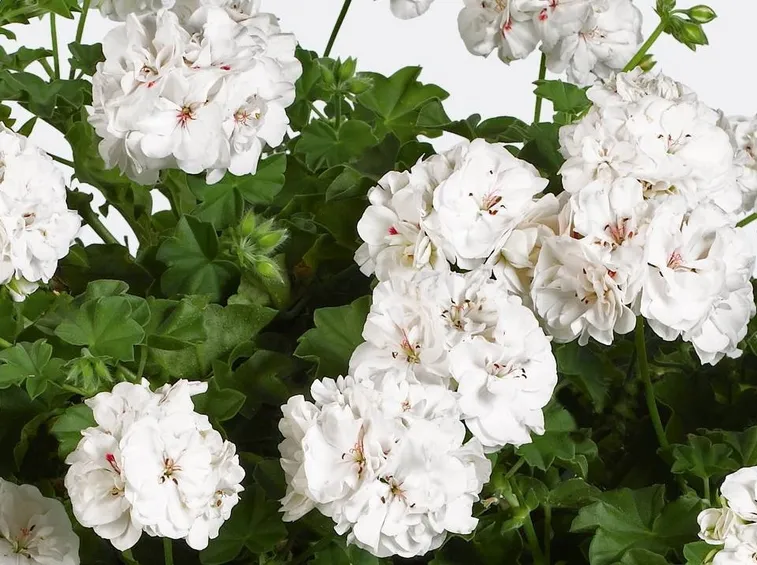 Varietà di pelargonium peltatum