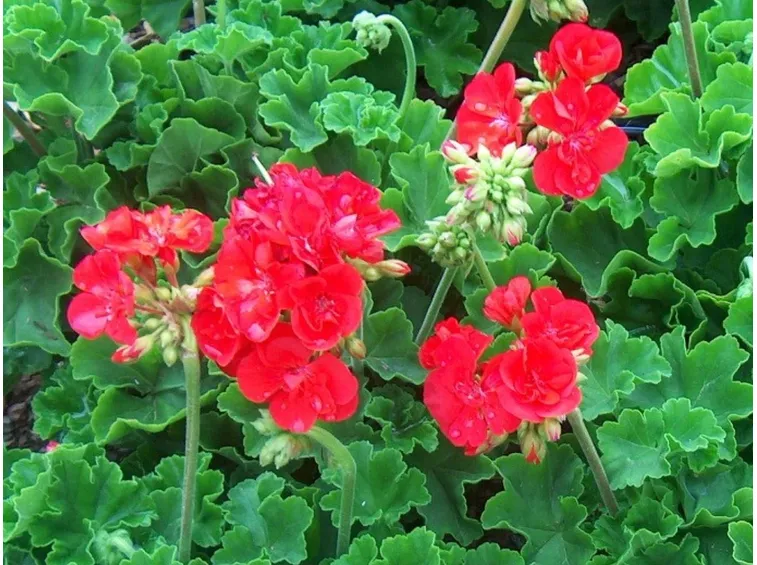 Varietà di pelargonium hortorum