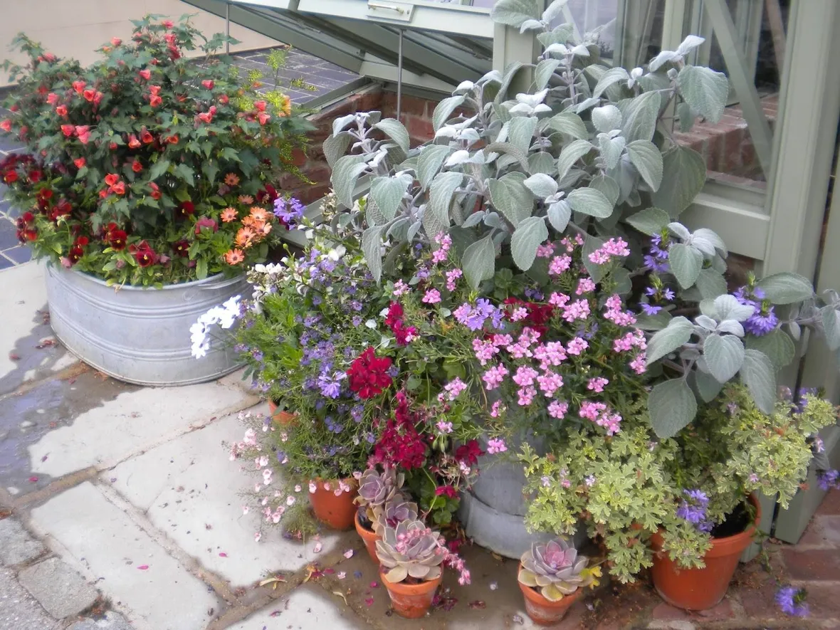 Vasi di gerani su terrazza