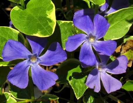 Fiori di pervinca