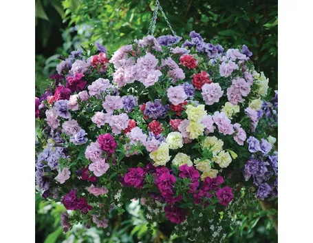 pianta di petunia