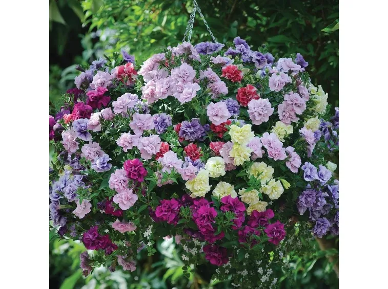 pianta di petunia