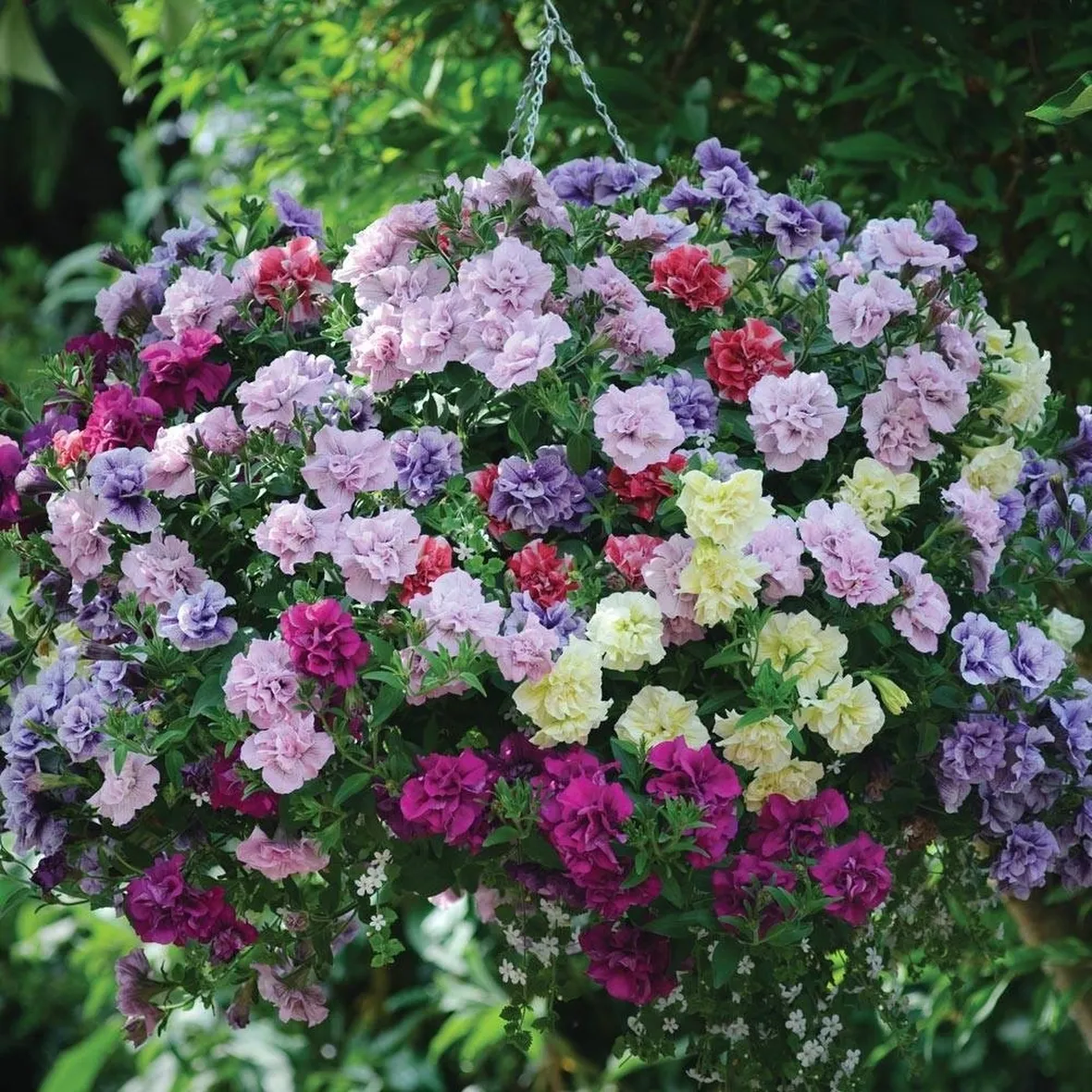 pianta di petunia